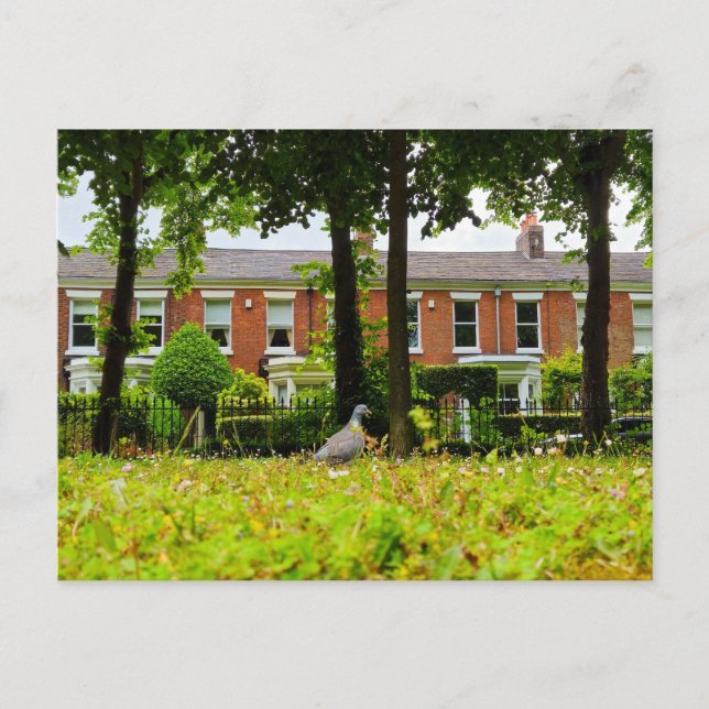 Bird Postcard (Front)