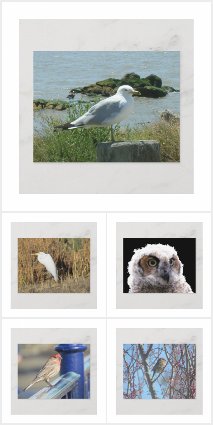 Bird Postcards