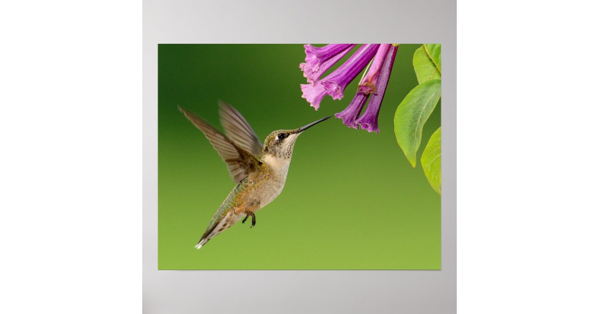 ิBird Poster | Zazzle