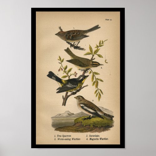 Bird Print Tree Sparrow Warbler Vintage