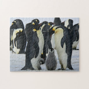 Bird Puzzles Bird Photograph Best Wildlife Photos