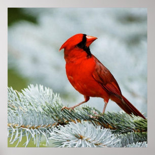 Bird red poster
