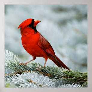 Bird red poster