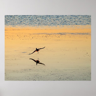 Bird Reflection Flying Sunset Key West Florida Poster