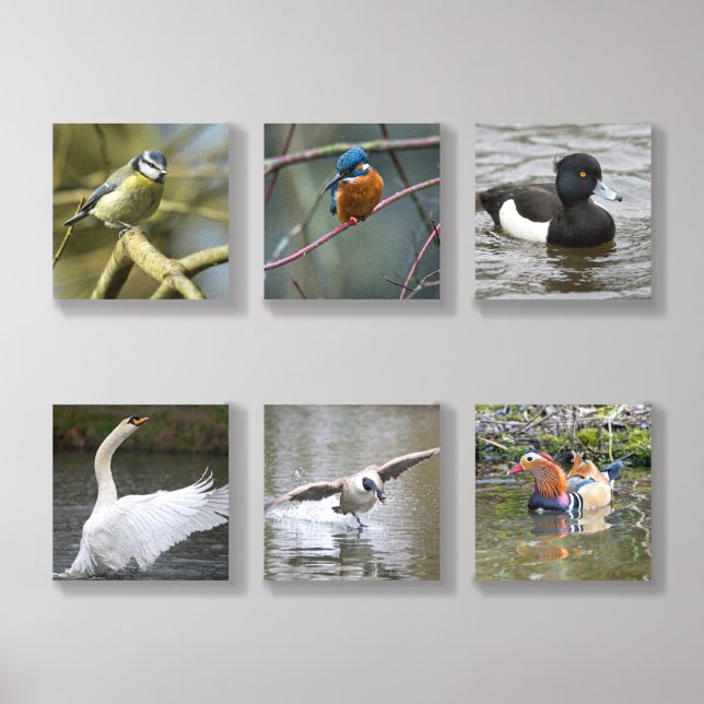 Bird selection textured foam board wall tile set  (Front Set)