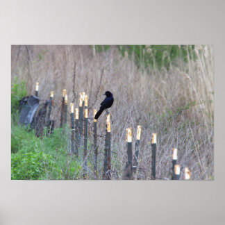 Bird Sitting on Fence Poster