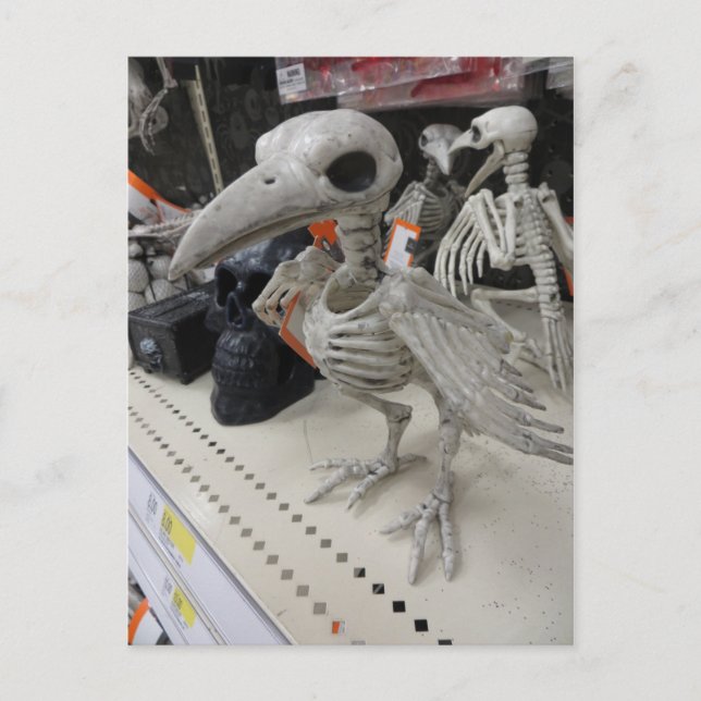 Bird Skeleton Decoration Postcard (Front)