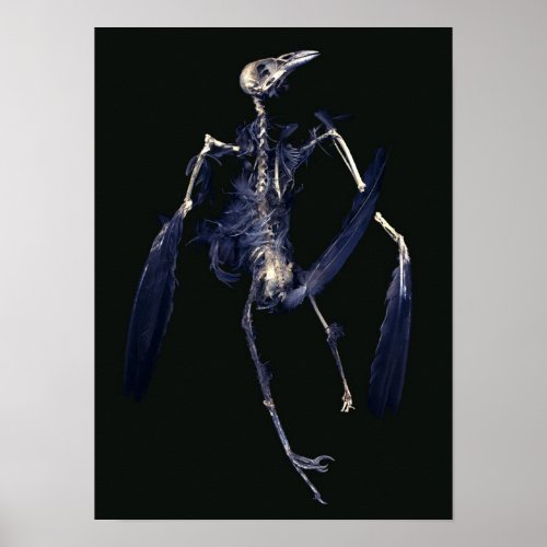 Bird Skeleton Poster