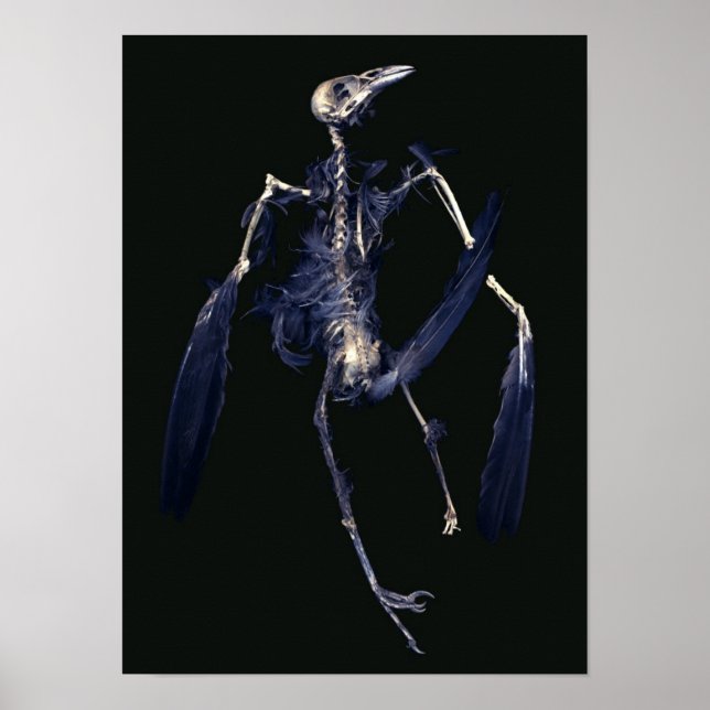 Bird Skeleton Poster (Front)