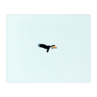 Bird Soaring in Clear Sky Acrylic Print