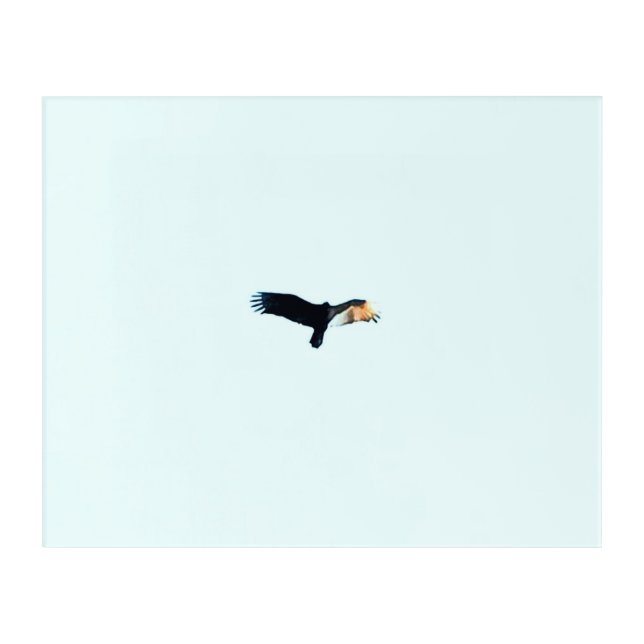 Bird Soaring in Clear Sky Acrylic Print (Front)