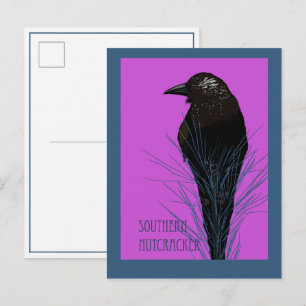 Bird -- Southern Nutcracker Postcard