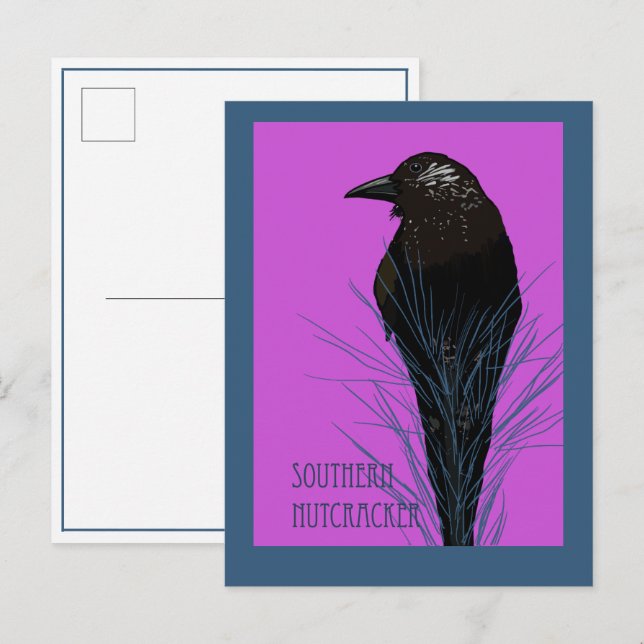 Bird -- Southern Nutcracker  Postcard (Front/Back)