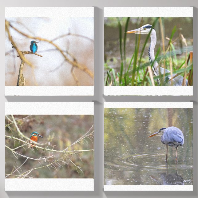 Bird square canvas photo tile  (Front Set)