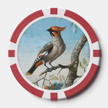 Bird Study by George Edwards (1694-1773)