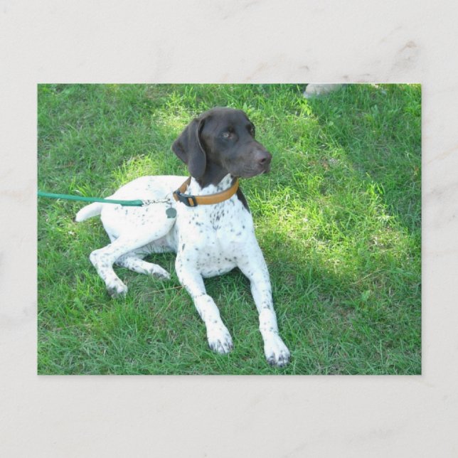 Bird the German Shorthair Pointer Postcard (Front)
