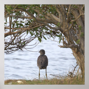 Bird Waiting Photo Poster