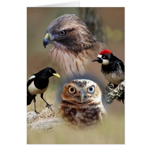Bird Watcher Collage Cards (Front)