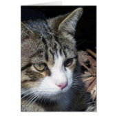 Bird Watching (Front)