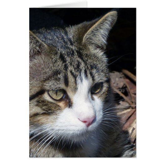 Bird Watching (Front)