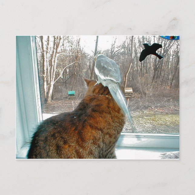 Bird Watching Postcard (Front)