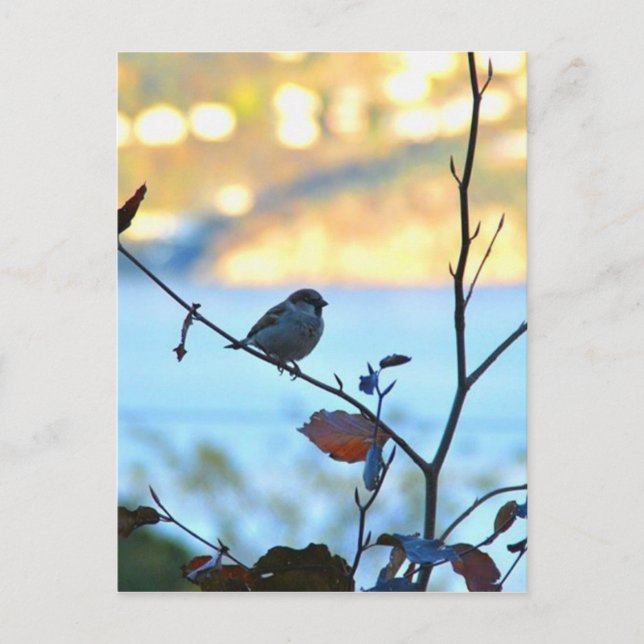 Bird watching postcard (Front)