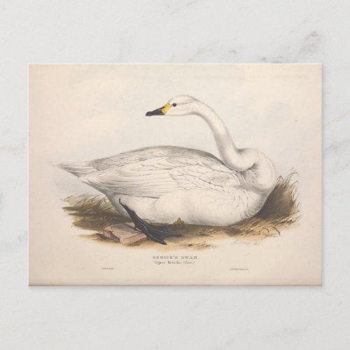 Bird White Swan Ephemera Decoupage Vintage Art Postcard