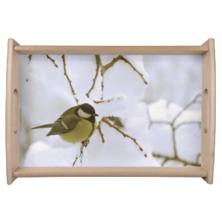 Bird Winter Photo 