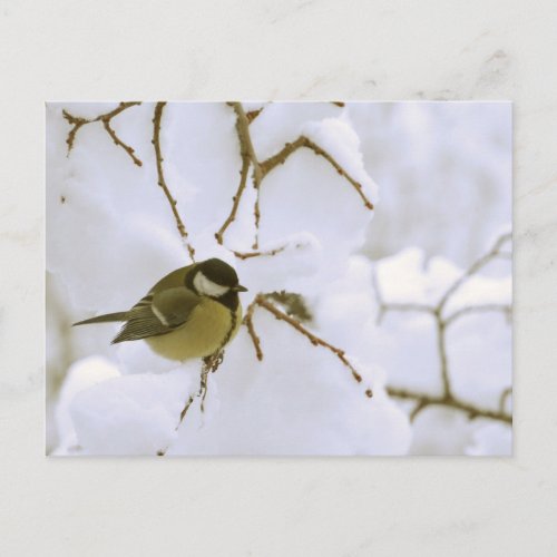 Bird Winter photography Postcard