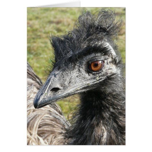 Birdbrained Emu Cards (Front)