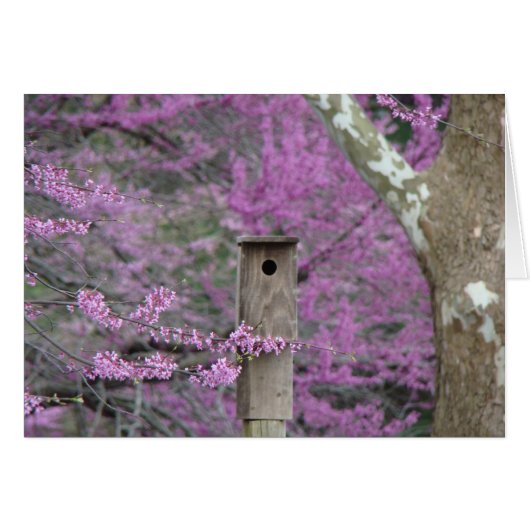 Birdhouse Among Redbud Blossoms Cards (Front Horizontal)