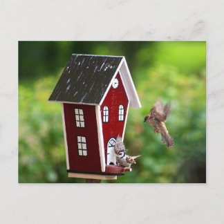 BirdHouse/Fågelhus Postcard
