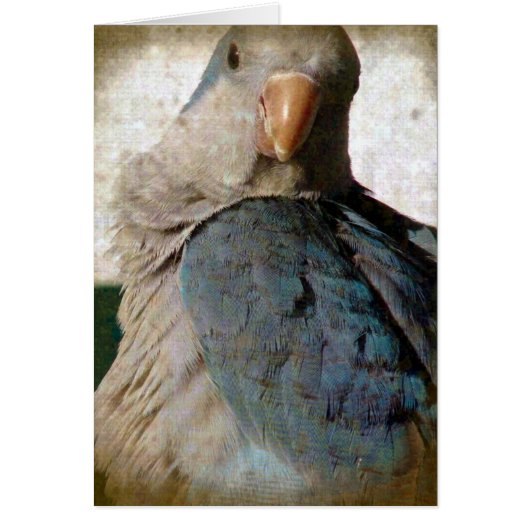 Birdie Cards (Front)