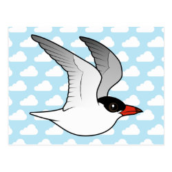 Caspian Tern in flight Postcard