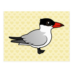Caspian Tern Postcard