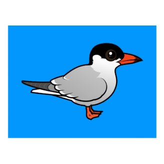 Common Tern Postcard