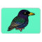 Birdorable European Starling
