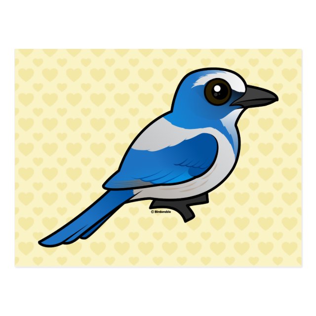 Florida ScrubJay Square Cute Bird Gifts