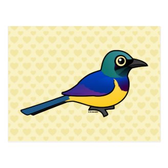 Golden-breasted Starling Postcard