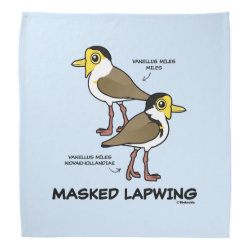 Masked Lapwing subspecies Bandana