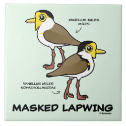 Masked Lapwing subspecies Large Tile (6