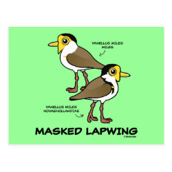 Masked Lapwing subspecies Postcard