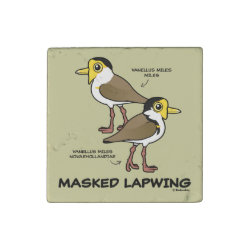 Masked Lapwing subspecies Stone Magnet