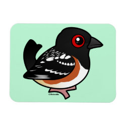 Spotted Towhee 3