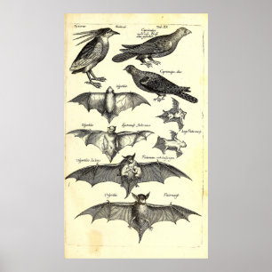 Birds and Bats Scientific Illustration (1650) Poster