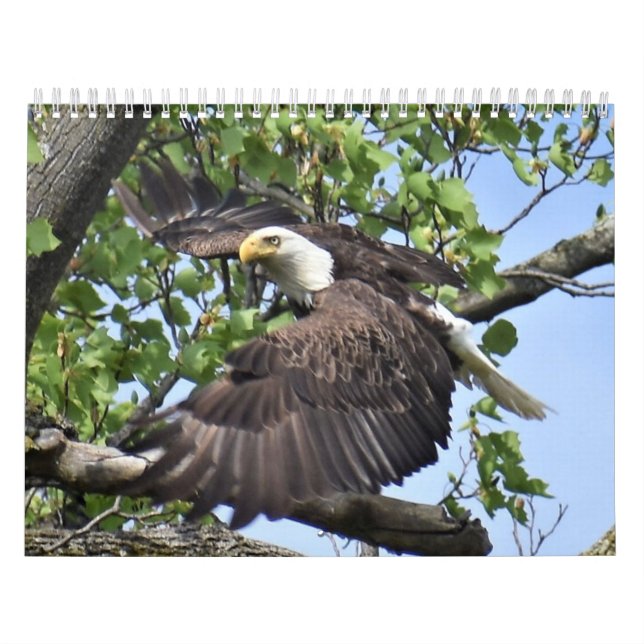 Birds and Ducks Calendar (Cover)