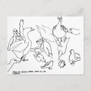 Birds at Mingus Park, Coos Bay, Oregon Postcard