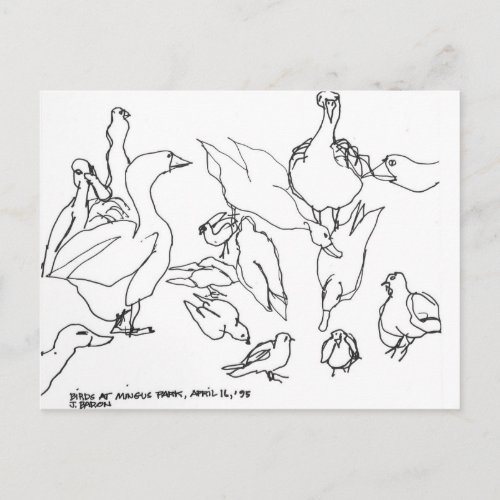 Birds at Mingus Park Coos Bay Oregon Postcard