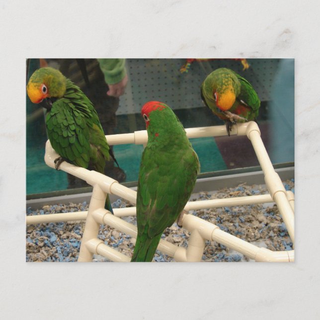 Birds at the Pet Store Postcard (Front)