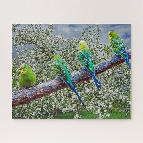 Birds _ budgies jigsaw puzzle